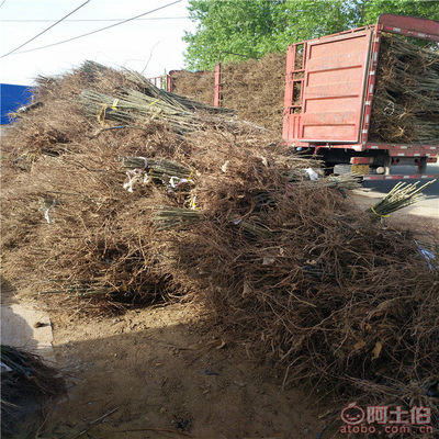 2018年高50公分大红袍板栗苗价格、厂家及供应商信息概览